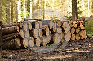 A pile of cut tree trunks