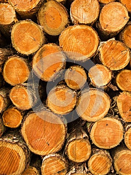 Pile of cut treetrunks photo