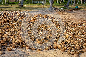 Pile of cut and whole coconuts