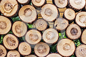 Pile of cut wood stump log texture