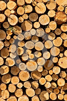 A pile of cut wood stump log texture