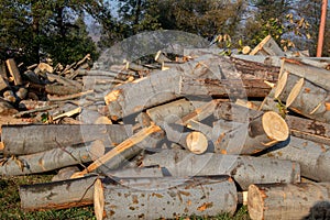 A pile of cut wooden logs, cut down tree trunks sawed and ready for production or to be used as firewood, timber or lumber in the