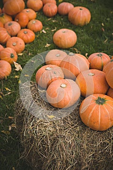 Pile of cute pumpkins at pumpkin patch. Seasonal Pumpkins outdoors. Background for fall, autumn, Halloween, Thanksgiving