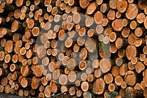Pile of cutted trunks