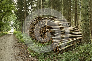Pile of cutted trunks in the forest