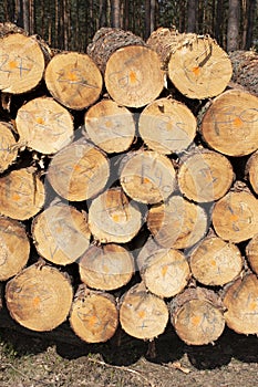 Pile of cutted wood in the forest