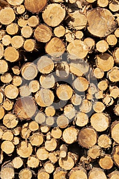 Pile of cutted wood in the forest
