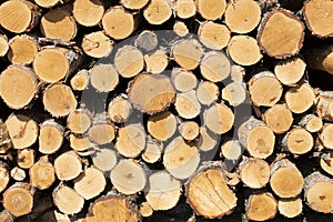 Pile of cutted wood in the forest