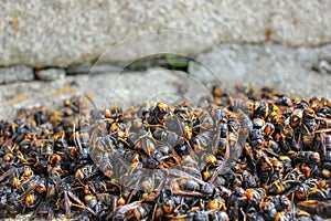 a pile of dead asian hornets