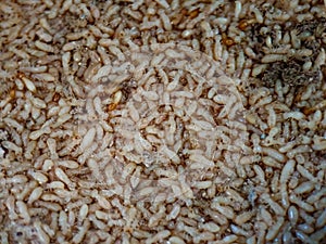 a pile of dead termites