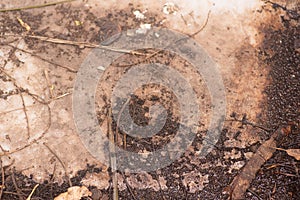 a pile of decaying debris at the bottom of a plastic tank