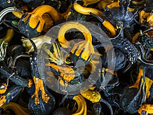 Pile of Decorative Gourds