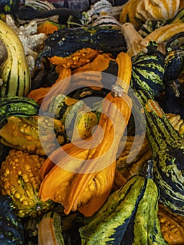 Pile of Decorative Gourds