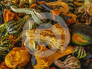 Pile of Decorative Gourds