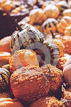 Pile of decorative mini pumpkins and gourds, on locale farmers market; autumn background