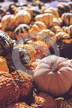 Pile of decorative mini pumpkins and gourds, on locale farmers market; autumn background