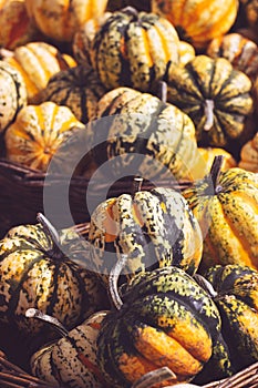 Pile of decorative mini pumpkins and gourds, on locale farmers market; autumn background