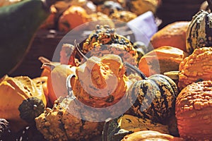 Pile of decorative mini pumpkins and gourds, on locale farmers market; autumn background