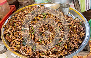 Pile of deep fried grasshoppers