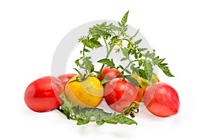 Pile of different tomatoes with twigs and leaves