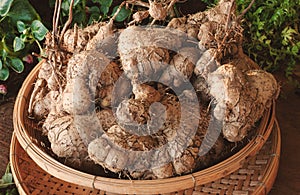 A pile of Dioscoreaceae (Lesser yam) herb