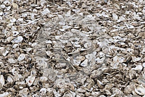 discarded oyster shells on ground