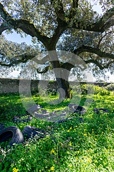 Pile of discarded tires in the field, polluting the environment.