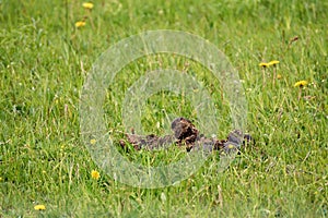 Pile of disgusting horse poop on the green grass