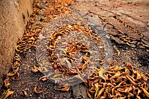 Pile of dried autumn fallen leave