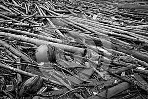 Pile of dried bamboo, coconut, and rope after flood. Grey picture of old wood. decadent wood. worthless and useless concept.