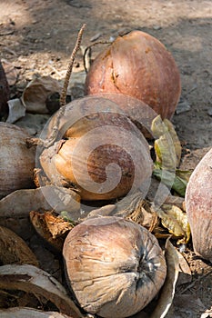 Pile of Dried coconuts fruit