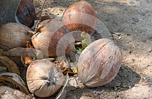 Pile of Dried coconuts fruit