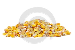 Pile of dried corn seeds isolated on white