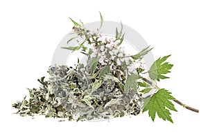 Pile of dried motherwort herb and fresh branch on white background. Yi mu cao