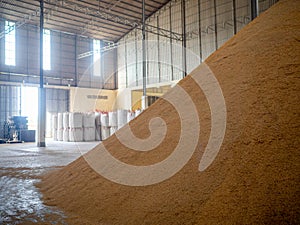 A pile of dried paddy rice stored in bulk inside a warehouse in a milling plant.