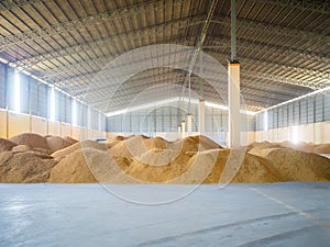 A pile of dried paddy rice stored in bulk inside a warehouse in a milling plant.