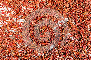 Pile of dried red chili peppers
