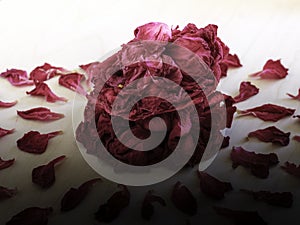 Pile of dried red peony flower petals isolated on bright background