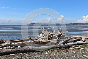 A pile of driftwood at a Pacific Northwest beach