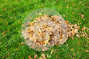 A pile of dry autumn oak leaves on a green grass lawn collected by a janitor