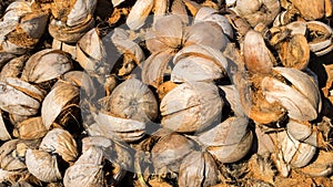 Pile of Dry Coconut Coir Husk in Sunny Day