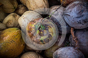 Pile of the dry coconuts