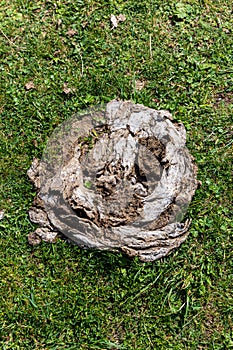 A pile of dry cow dung (cowpat) on green grass