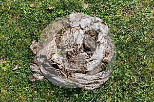 A pile of dry cow dung (cowpat) on green grass photo