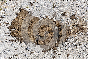 A pile of dry cow dung (cowpat) on the ground