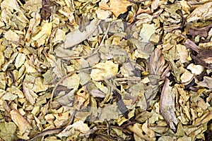 Pile of dry crumbled plantain Plantago lanceolata medicinal herb