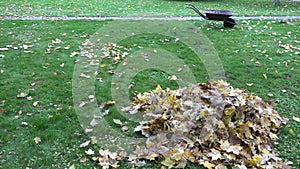 Pile of dry leaves and empty wheelbarrow cart on autumn garden lawn. 4K