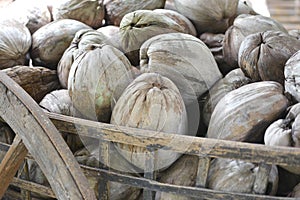 Pile of dry and old coconuts