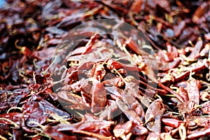 A pile of dry red chili peppers