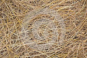 Pile of dry rice chaff pattern texture and background.